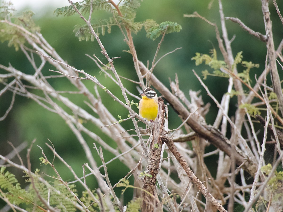 Golden-breasted Bunting - Nick Leiby