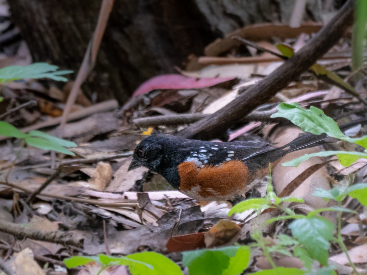 Spotted Towhee - ML620019417