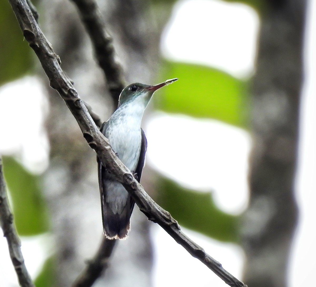 White-bellied Emerald - ML620019449