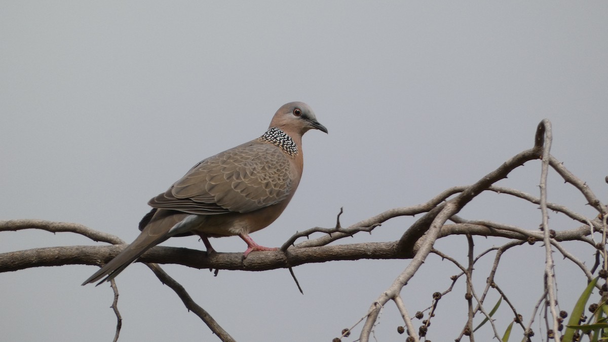 珠頸斑鳩 - ML620019471