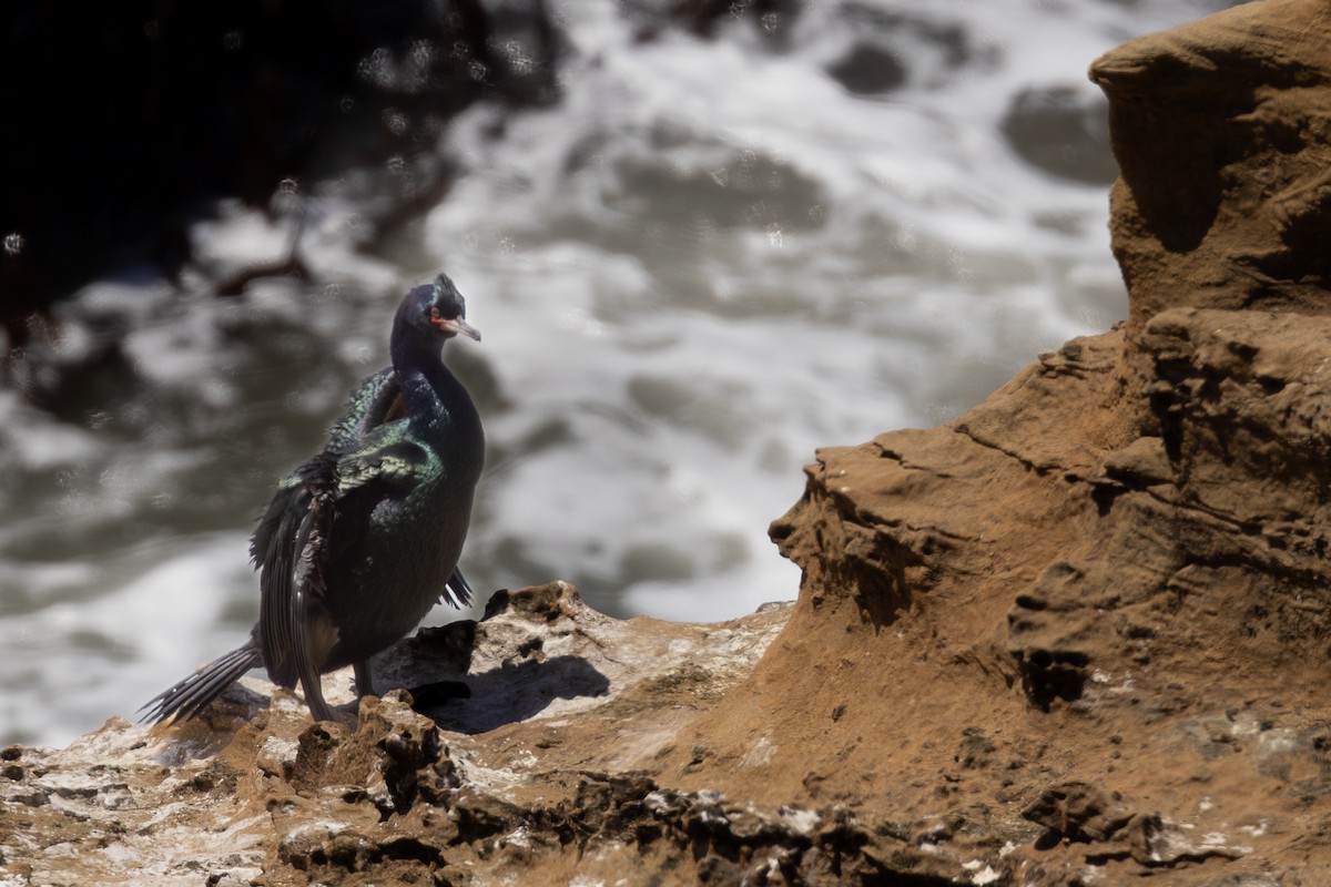 Cormorán Pelágico - ML620019500