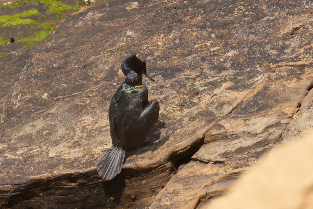 Cormoran pélagique - ML620019502