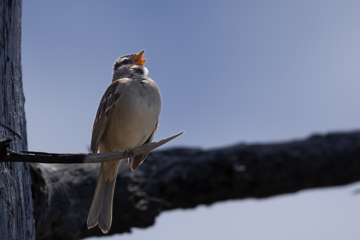 White-crowned Sparrow - ML620019507