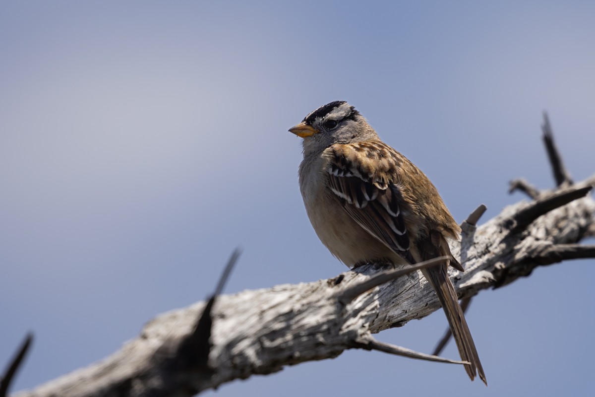 White-crowned Sparrow - Roger Kohn