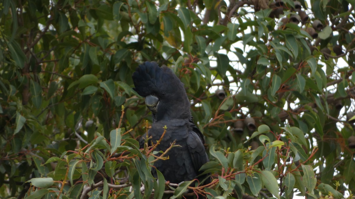 Red-tailed Black-Cockatoo - ML620019514