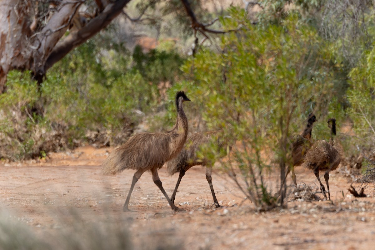 emu hnědý - ML620019549