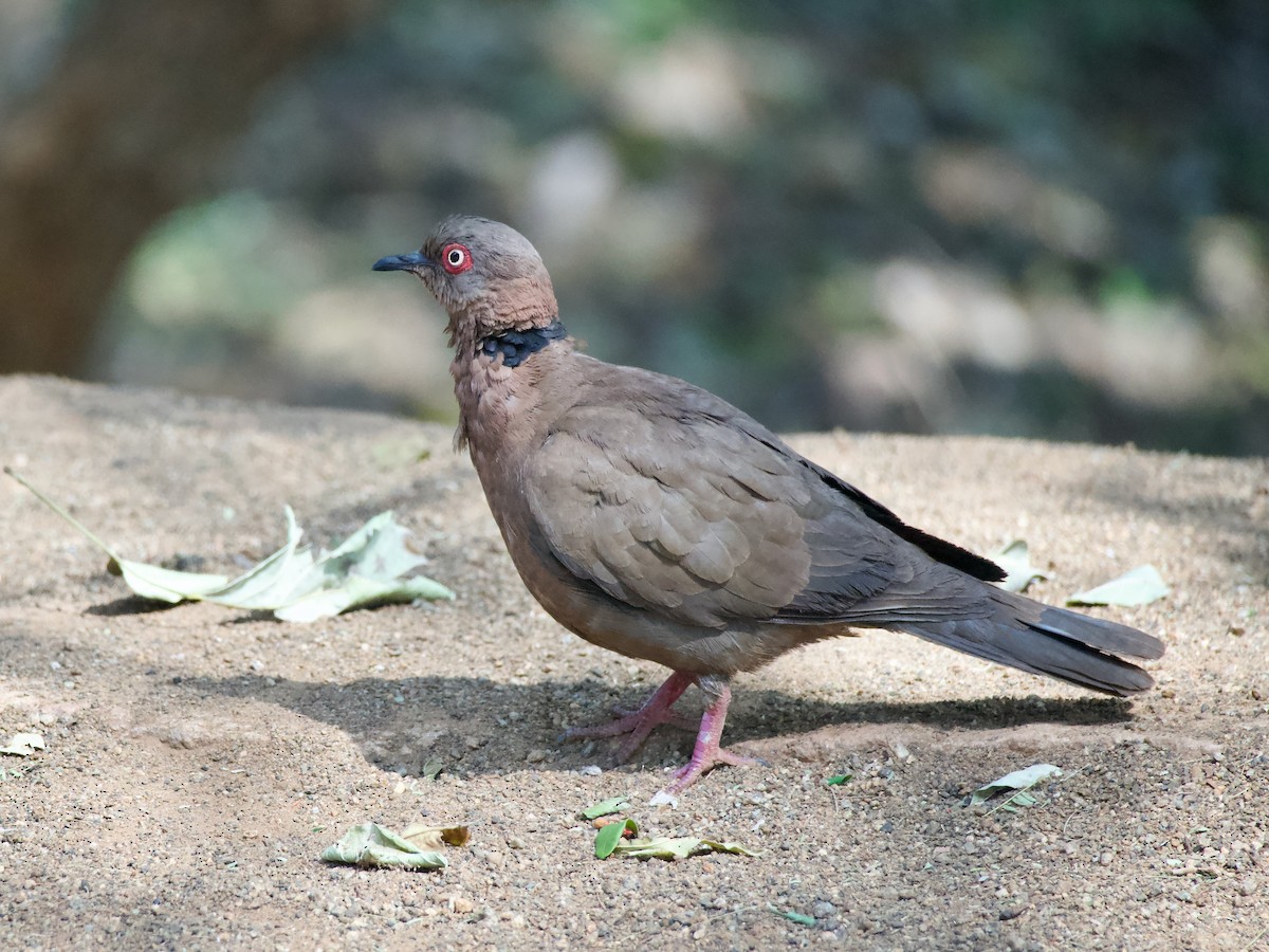 Mourning Collared-Dove - Nick Leiby