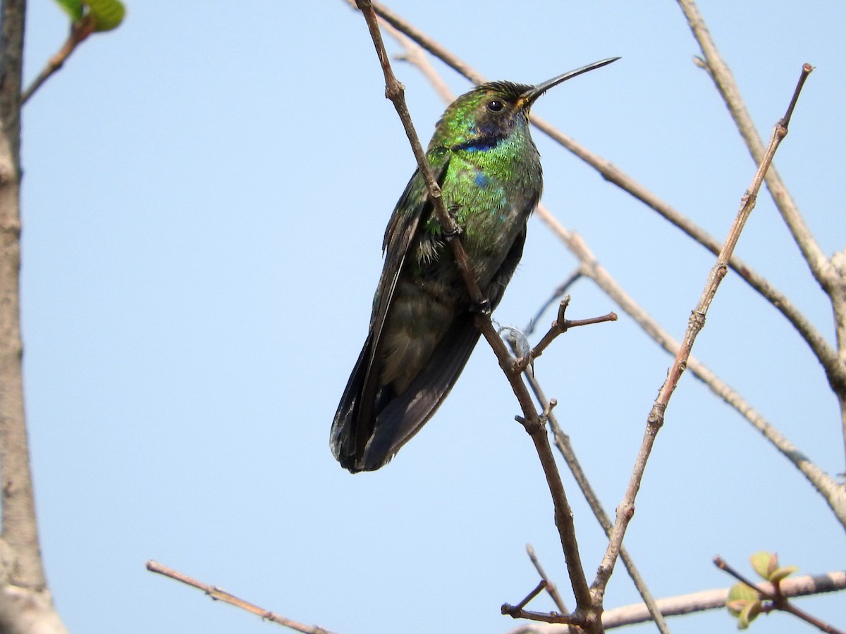 kolibřík zelený - ML620019568
