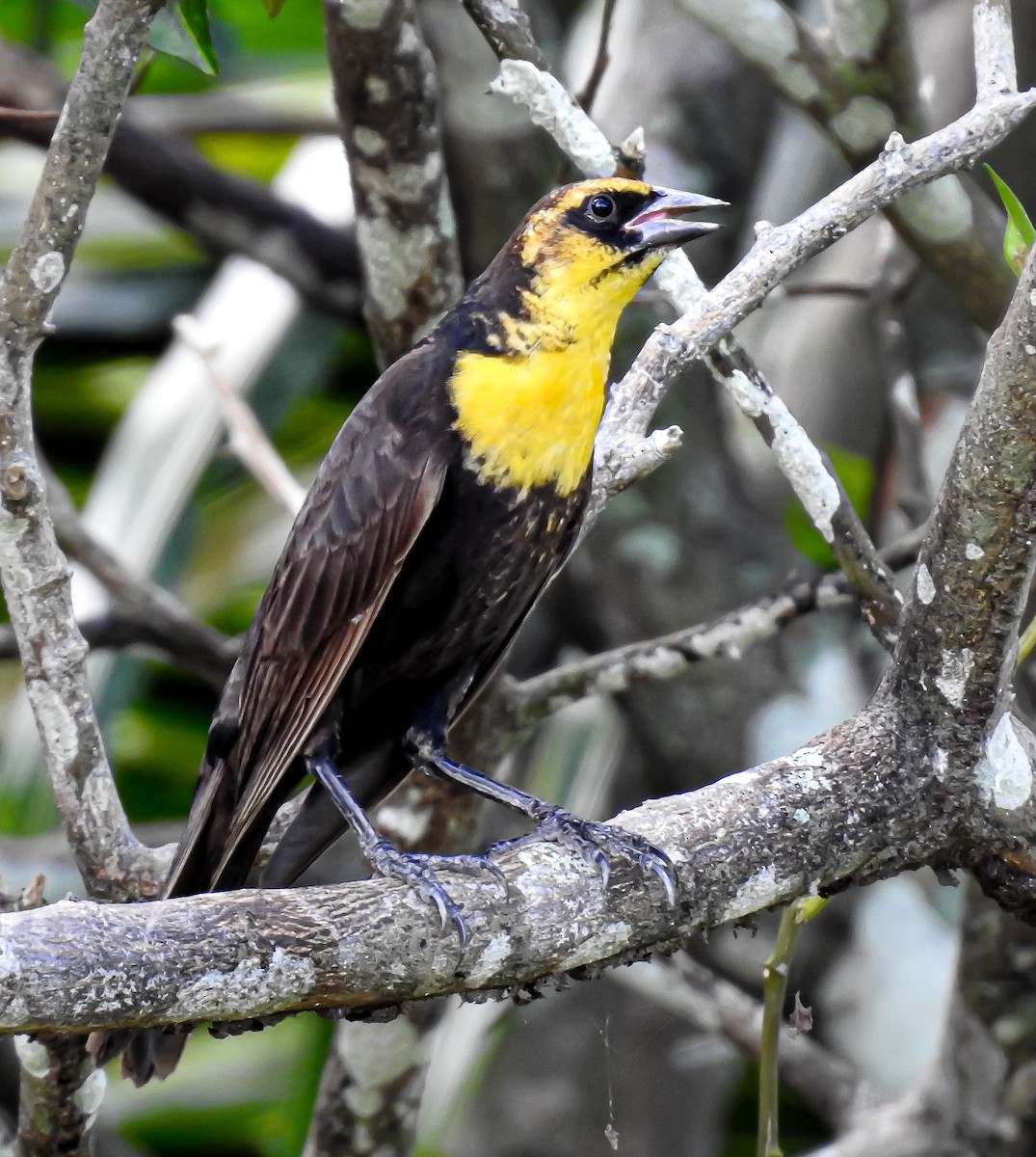 Yellow-headed Blackbird - ML620019570