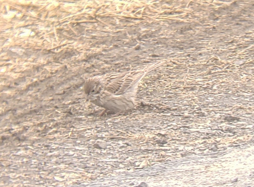 Vesper Sparrow - ML620019575