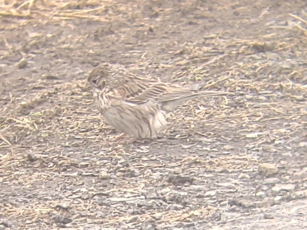 Vesper Sparrow - ML620019579