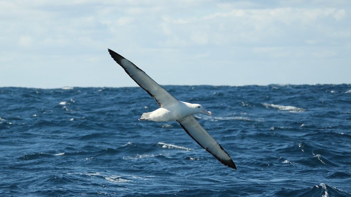 albatros Sanfordův - ML620019581