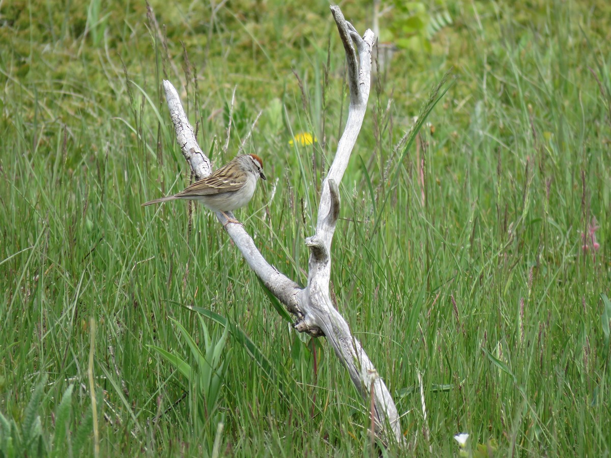 Chipping Sparrow - ML620019614