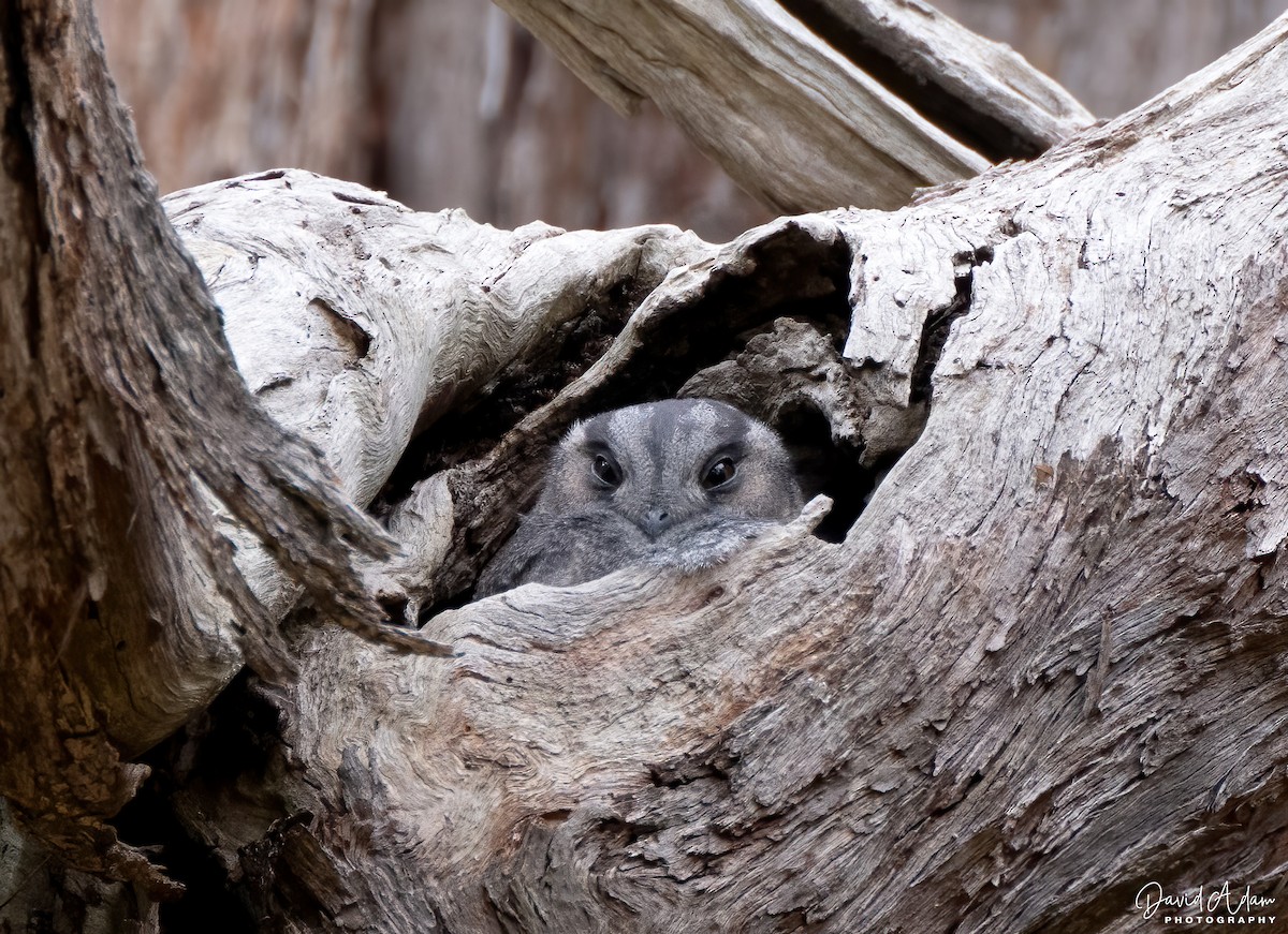 Australian Owlet-nightjar - ML620019621