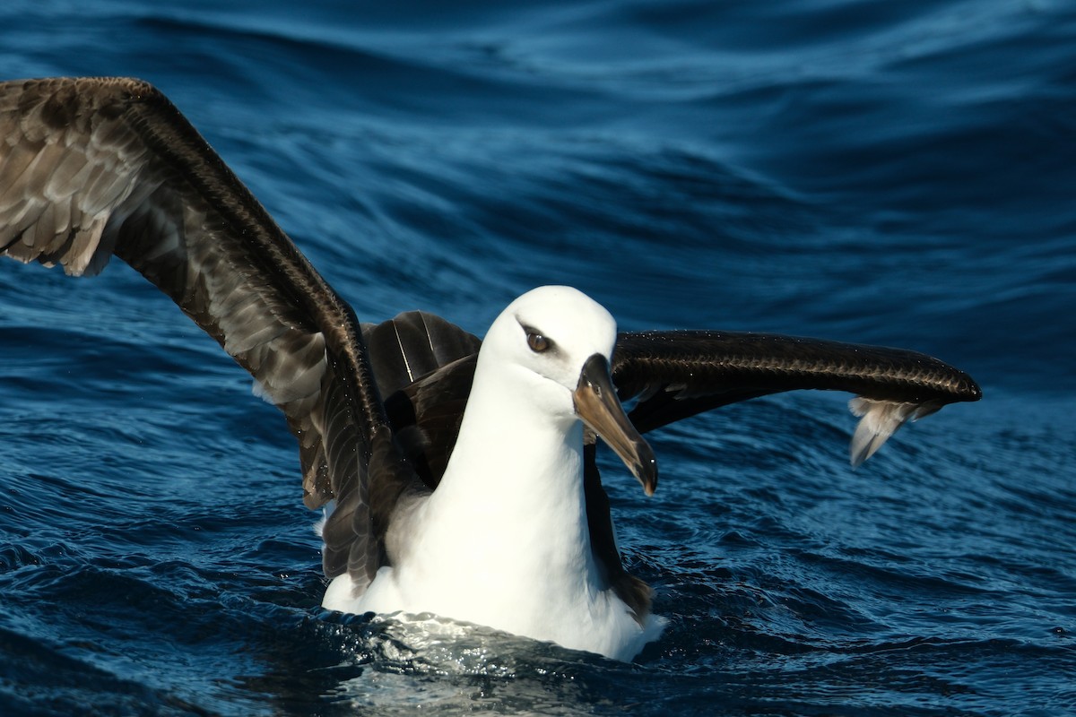 Albatros Ojeroso (impavida) - ML620019622