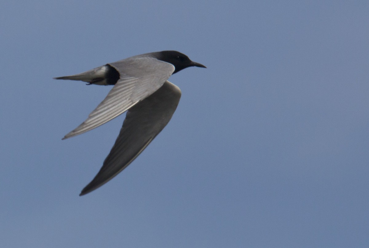 Black Tern - ML620019623