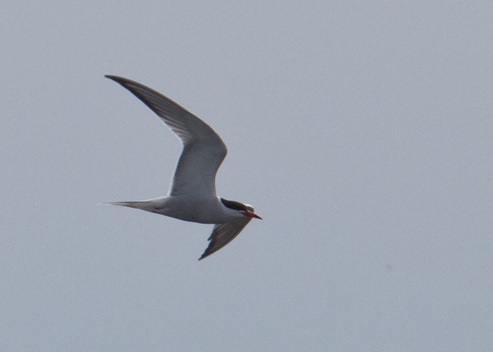 Common Tern - ML620019631
