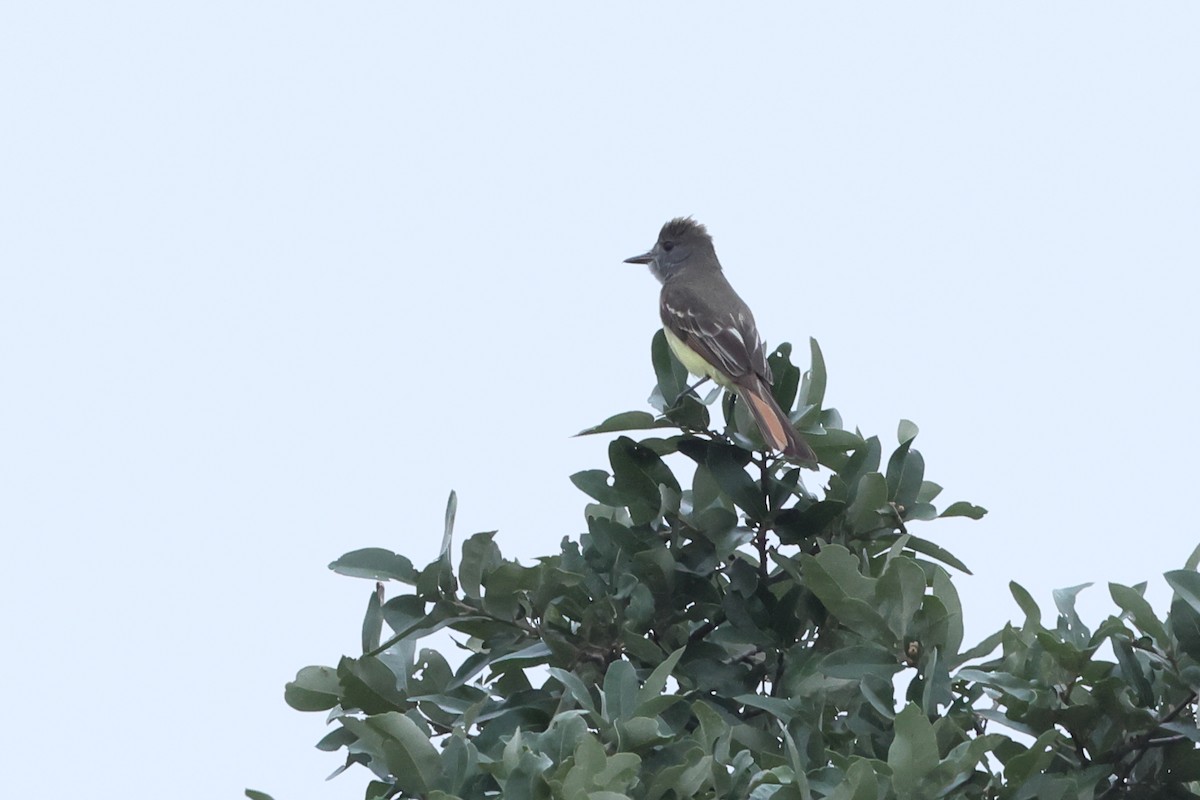 Great Crested Flycatcher - ML620019632