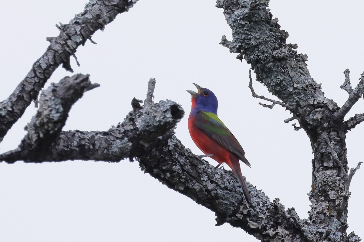 Painted Bunting - ML620019637