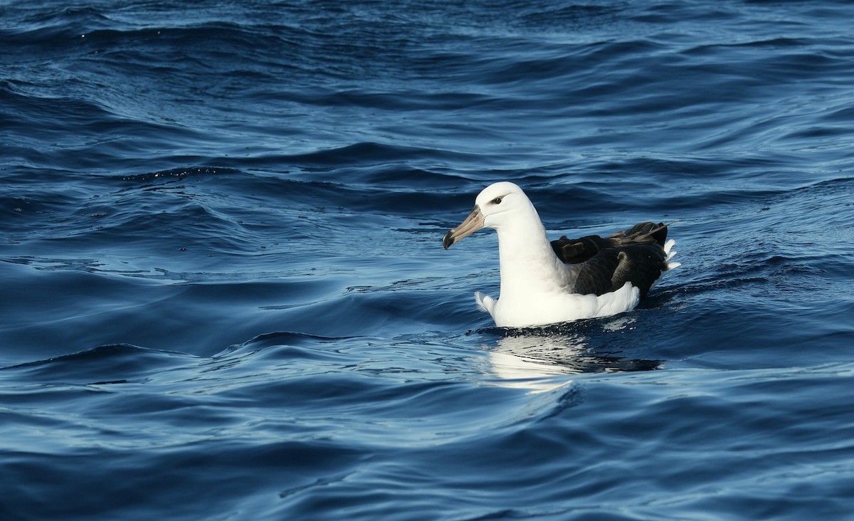 Albatros Ojeroso (melanophris) - ML620019646