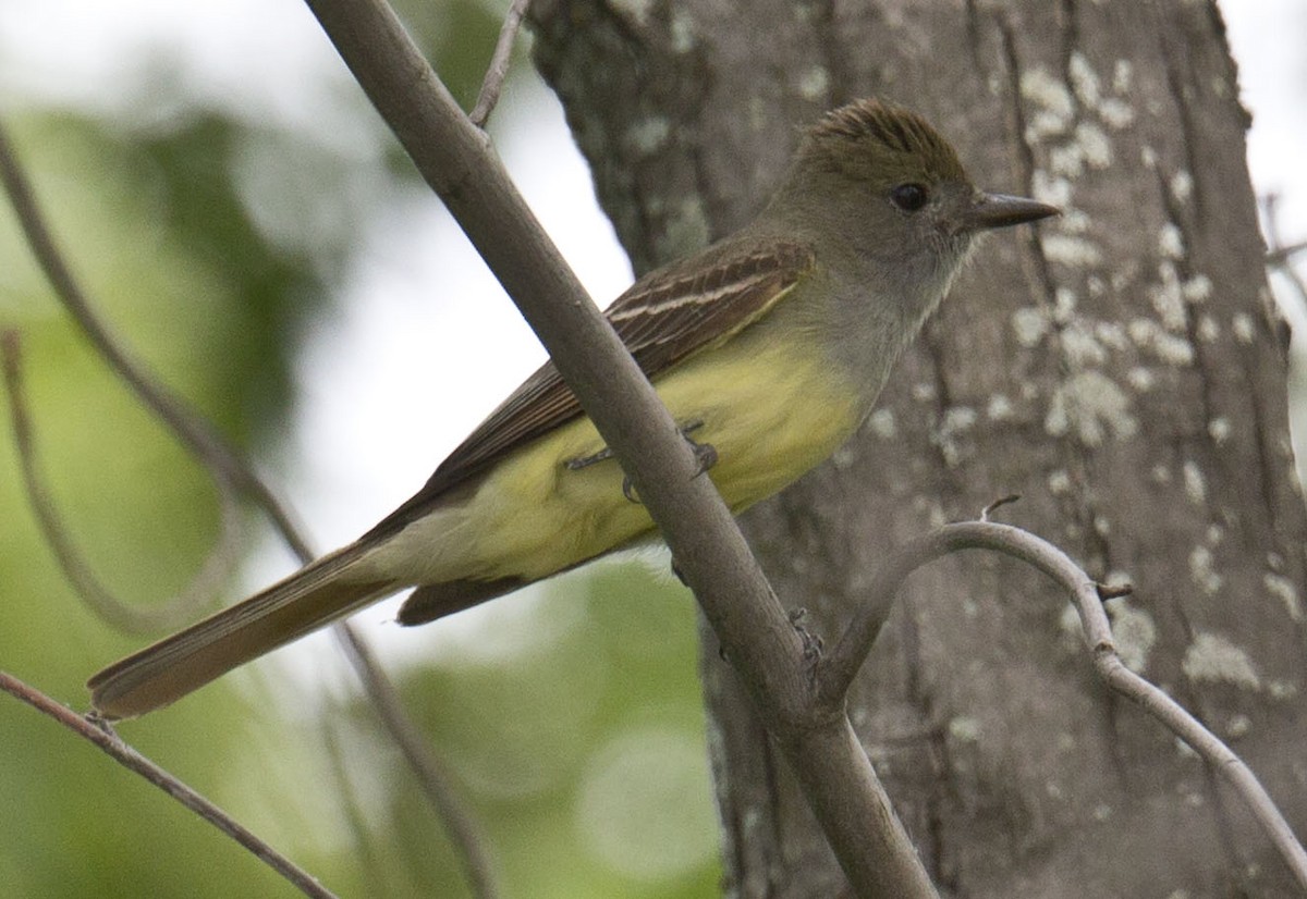 Great Crested Flycatcher - ML620019654