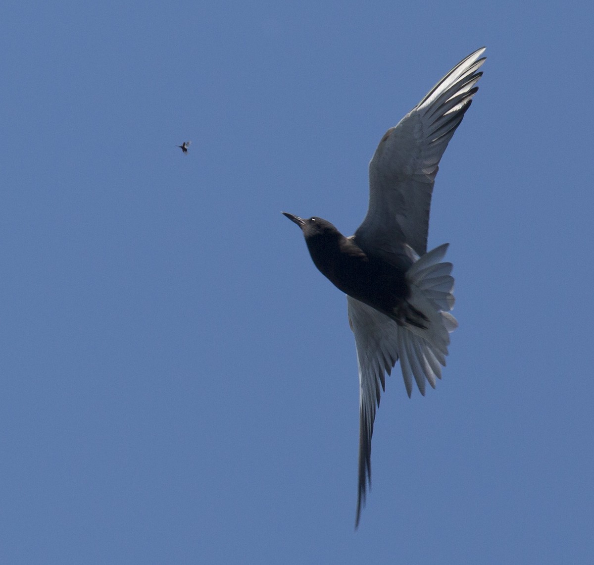 Black Tern - ML620019683