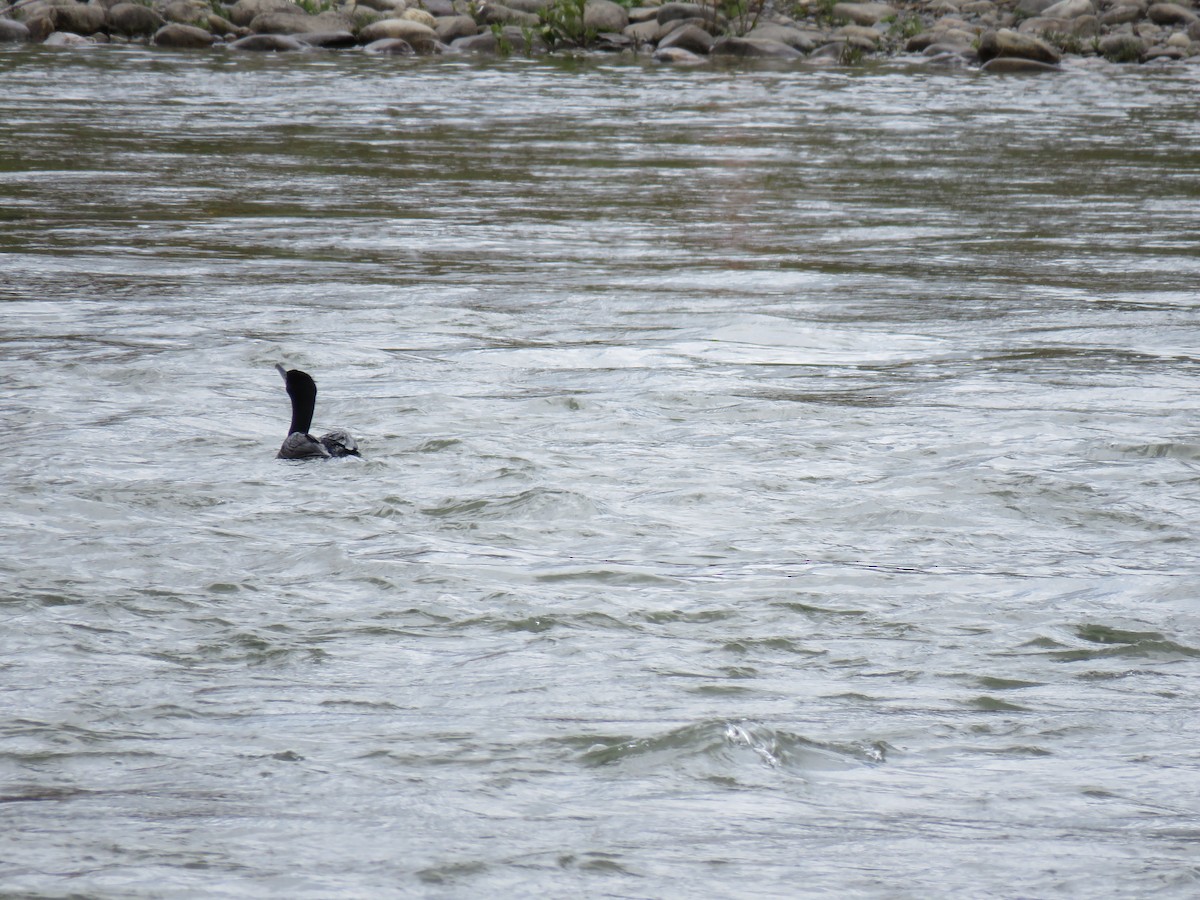 Double-crested Cormorant - ML620019684