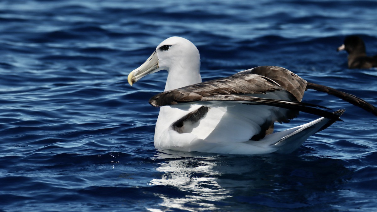 Albatros à cape blanche - ML620019689