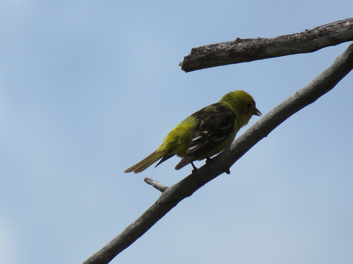 Western Tanager - ML620019693