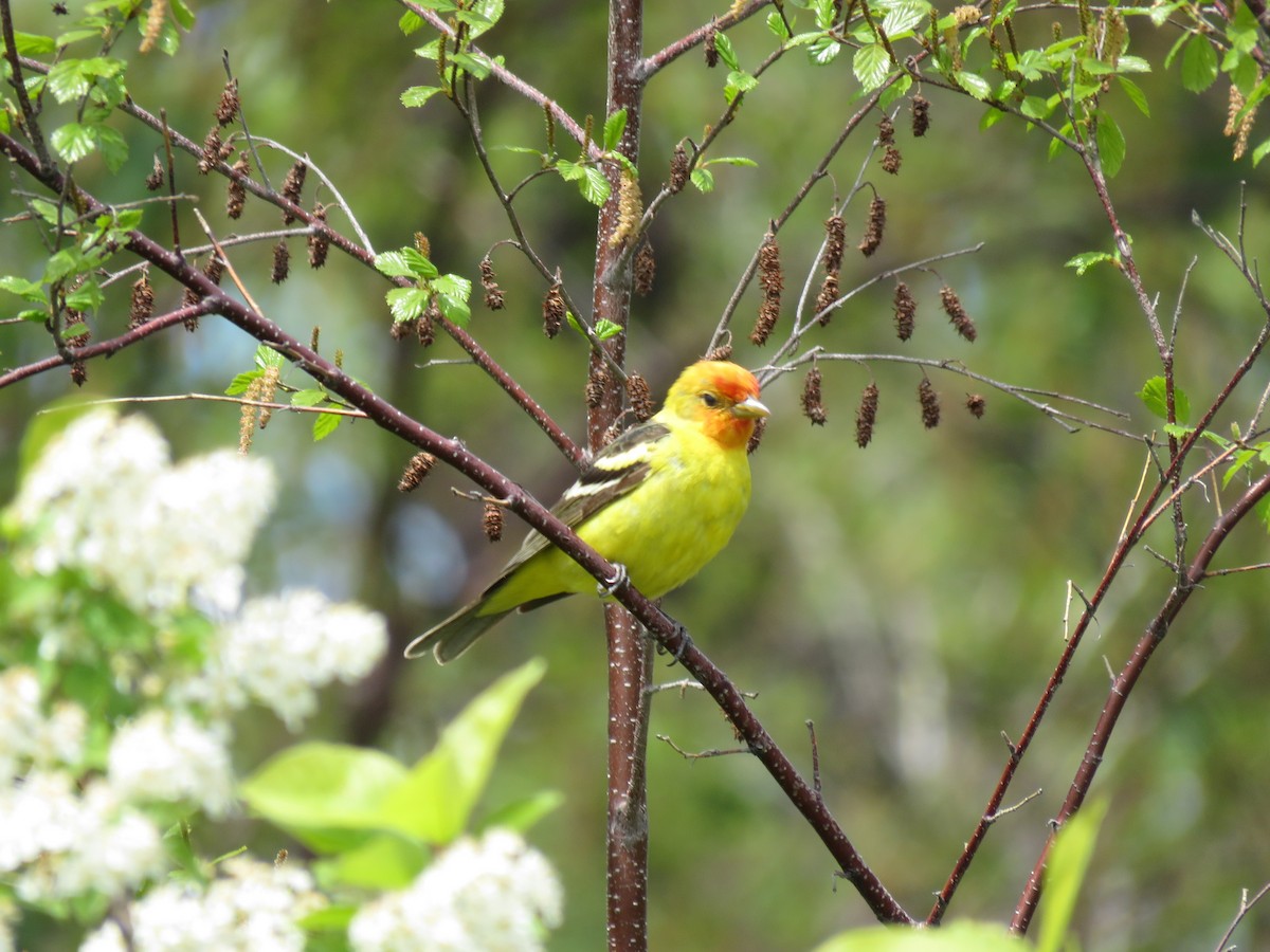 Western Tanager - ML620019694