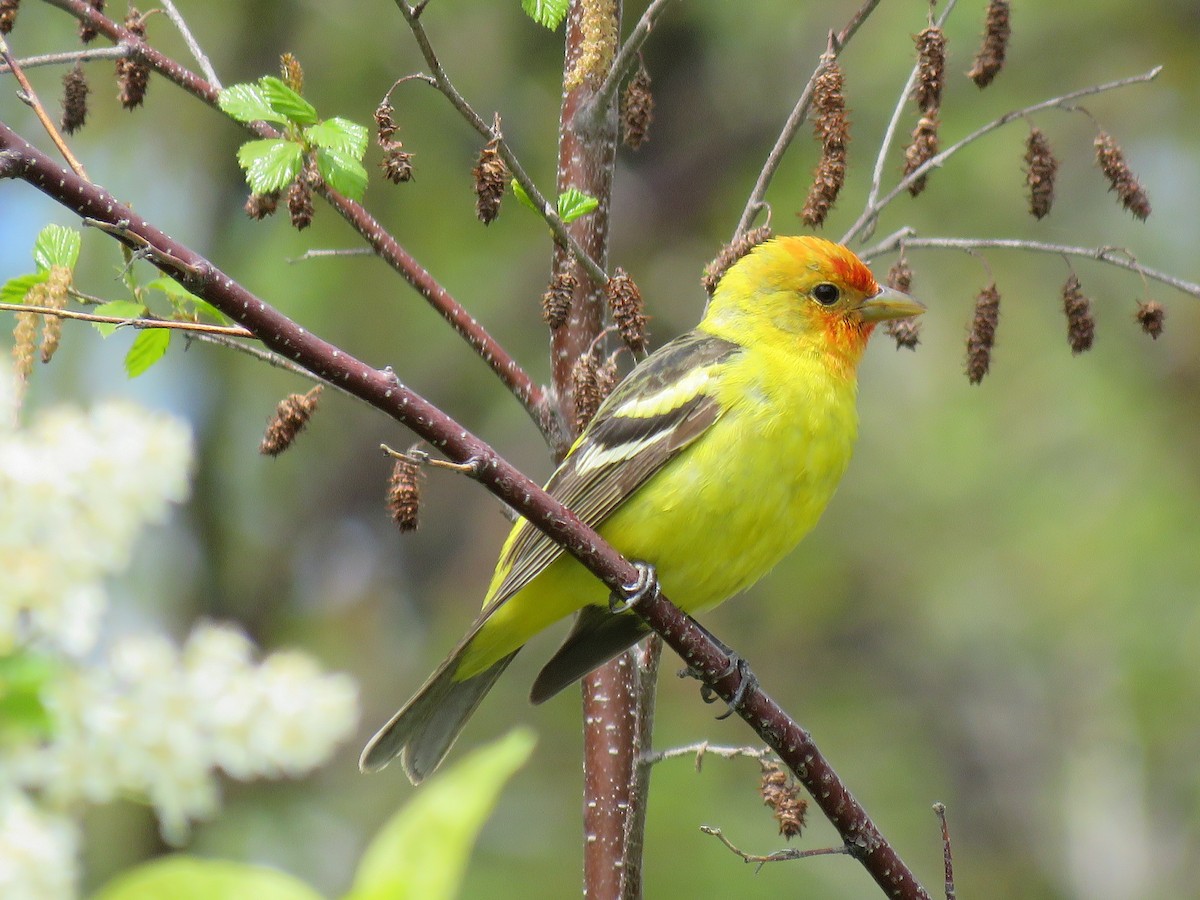 Western Tanager - ML620019695