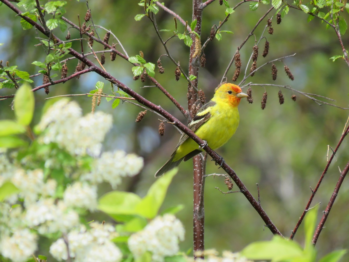 Western Tanager - ML620019696