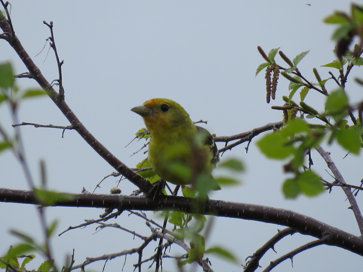 Western Tanager - ML620019699