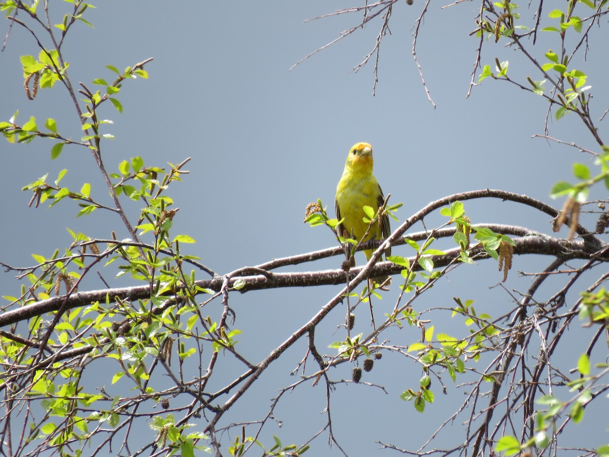 Western Tanager - ML620019700
