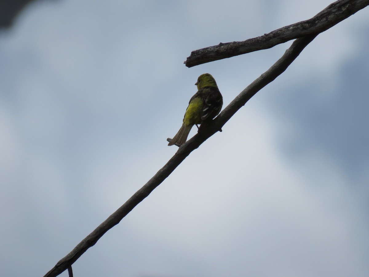 Western Tanager - ML620019702