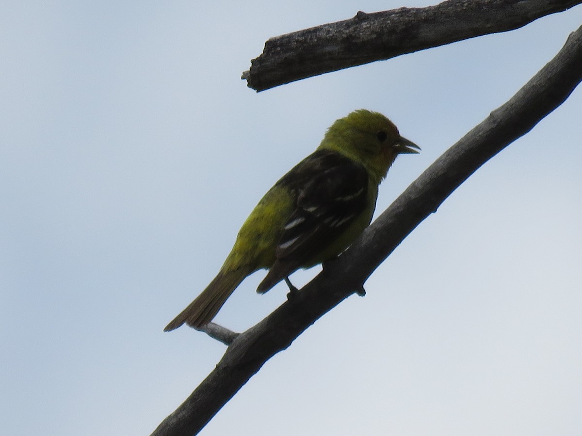 Western Tanager - ML620019704