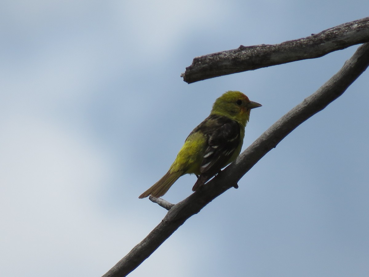 Western Tanager - ML620019705