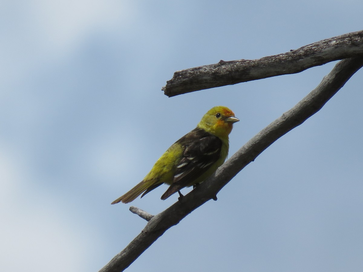 Western Tanager - ML620019706