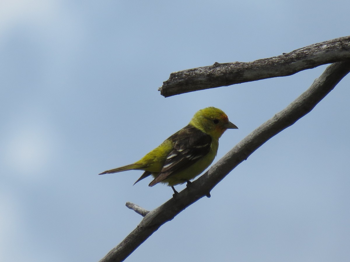 Western Tanager - ML620019707