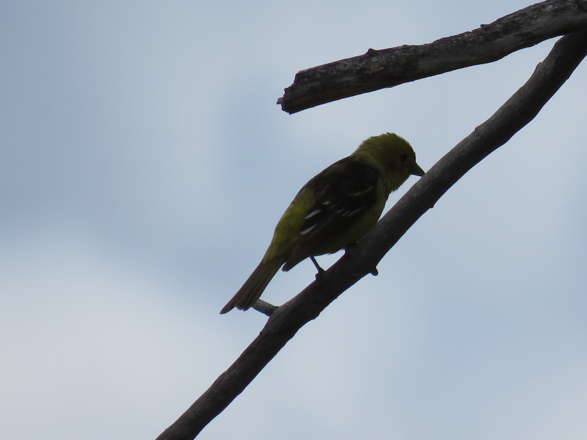 Western Tanager - ML620019708
