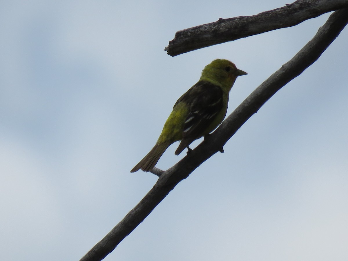 Western Tanager - ML620019710