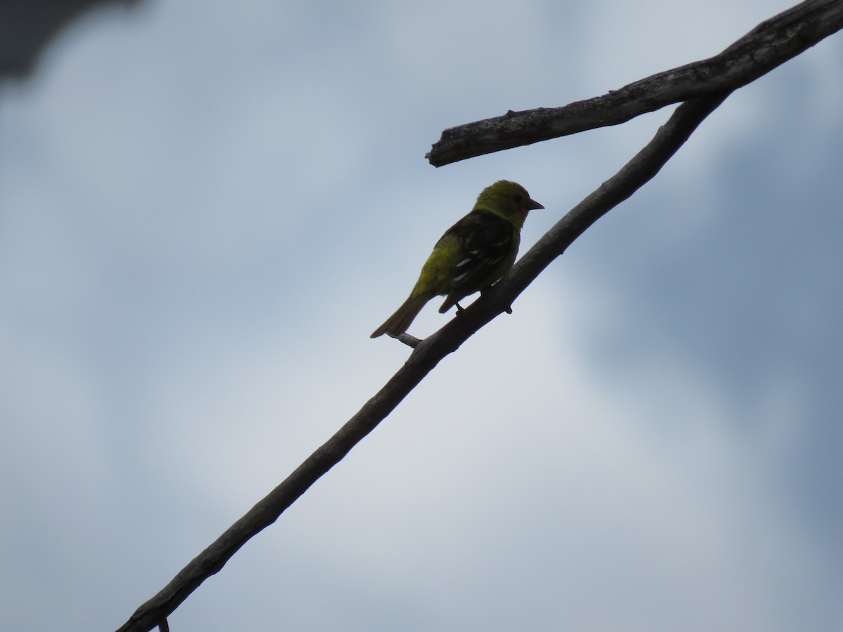 Western Tanager - ML620019711