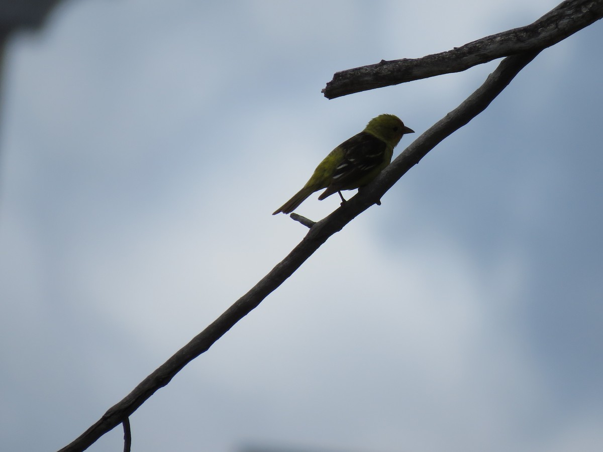 Western Tanager - ML620019712