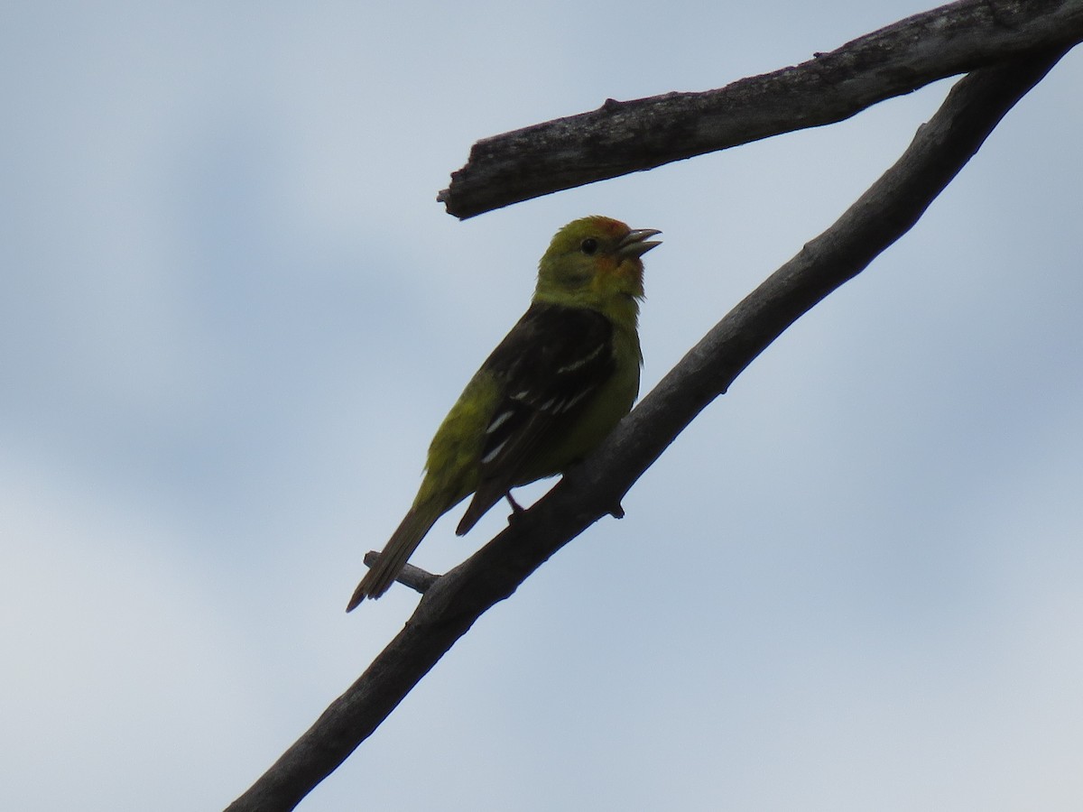 Western Tanager - ML620019714