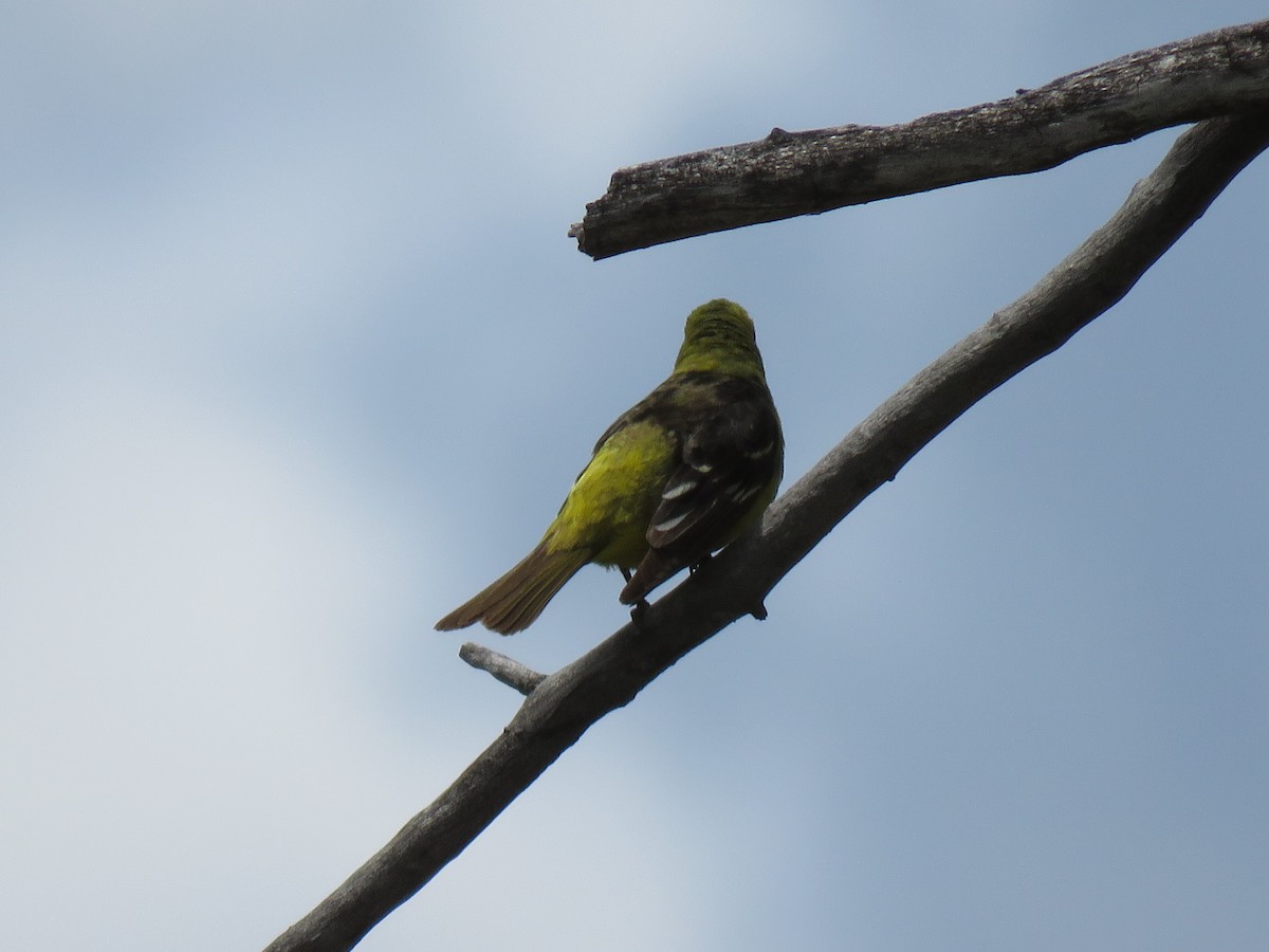 Western Tanager - ML620019715
