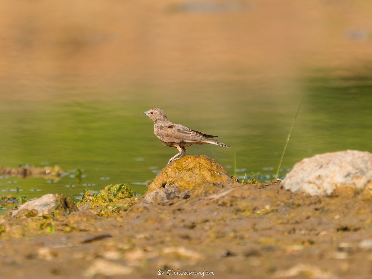 Rufous-tailed Lark - ML620019734