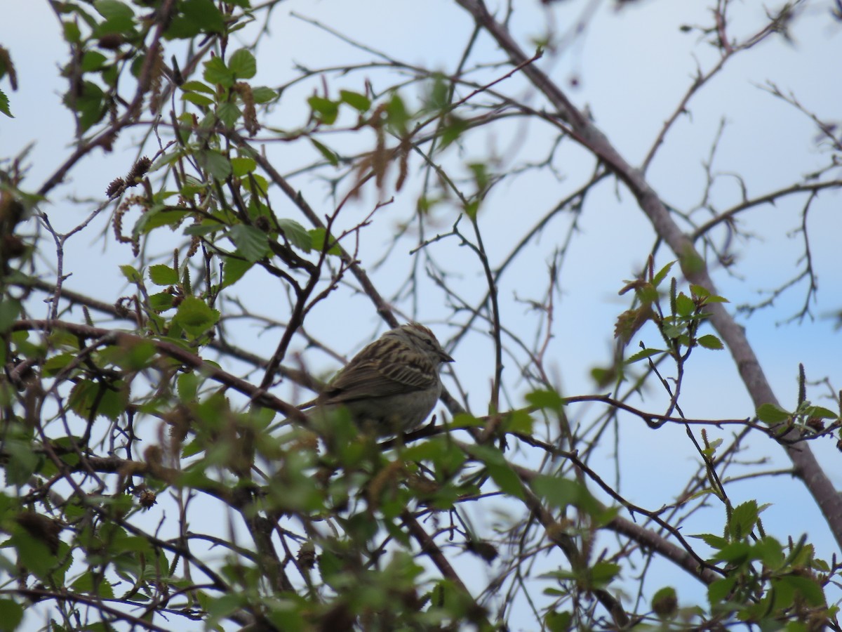 Chipping Sparrow - ML620019737