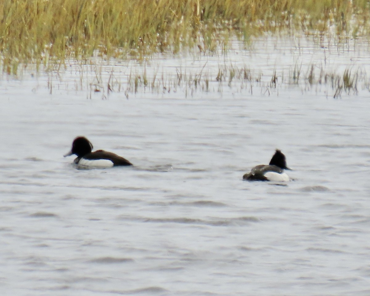 Tufted Duck - ML620019750