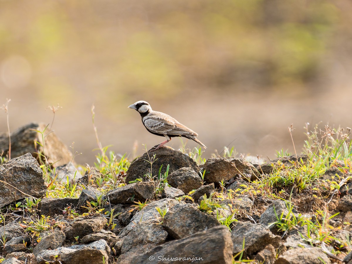 Ashy-crowned Sparrow-Lark - ML620019755