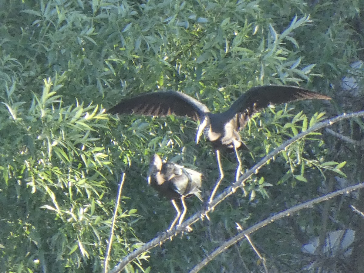 Glossy Ibis - ML620019758